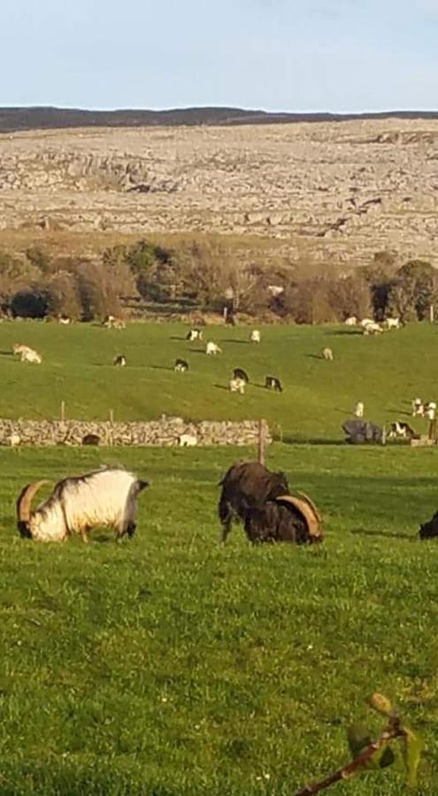 Burren Rock Farmhouse B&B Turlough  외부 사진